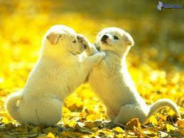 179665_1428849861762_1848314892_802848_5780103_n